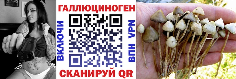 Купить где  Благовещенск  Псилоцибиновые грибы Psilocybe 